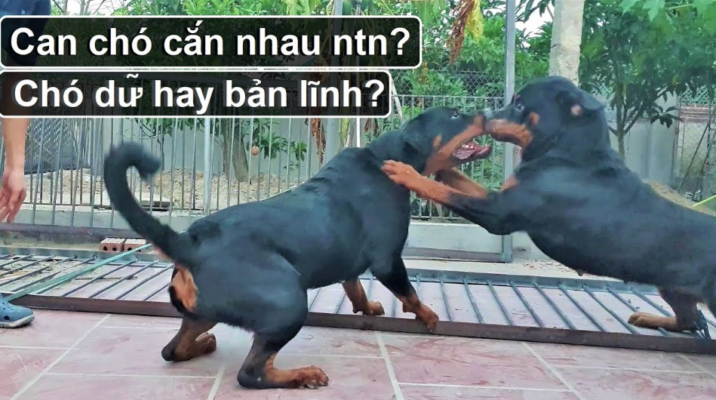 MƠ THẤY CHÓ cắn nhau