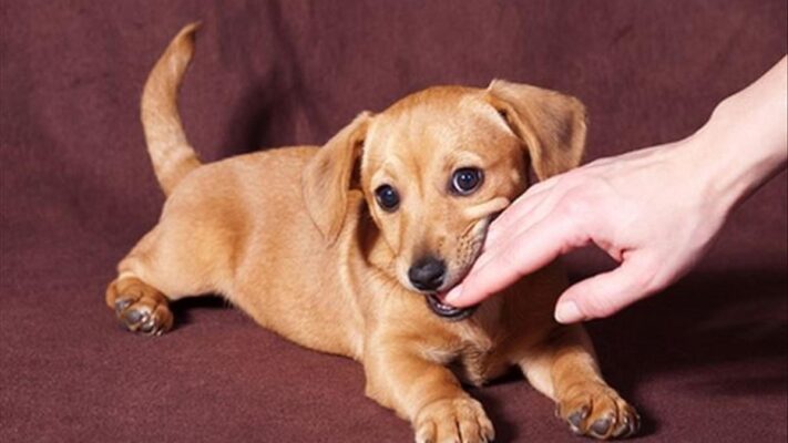 MƠ THẤY CHÓ CẮN ĐÁNH SỐ MẤY LÀ HỢP LÝ