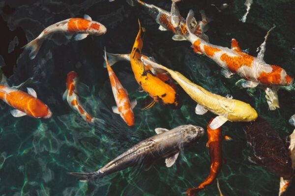 Điềm báo khi mơ thấy cá với những màu sắc khác nhau